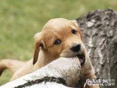 小狗吃山药，小狗吃山药的好处都有哪些？