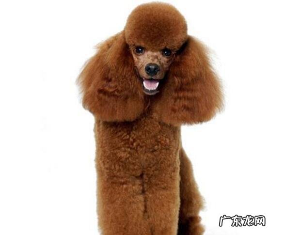 怎样照料老年人小狗,医护老年人小狗的常见问题