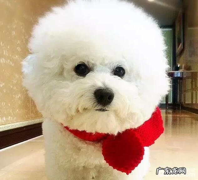 小狗喂养忌讳，什么食物不可以给小狗吃？