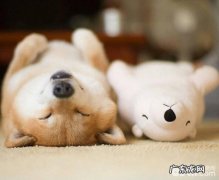 好多个小狗鲜为人知的秘密，养宠物的你都知道吗？