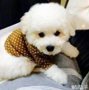 小狗生命中难以忘怀的几个事儿