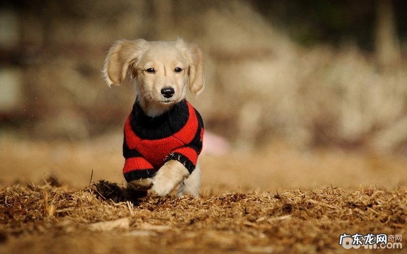 秋天养宠物应当留意什么难题?