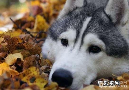 秋天养宠物应当留意什么难题?