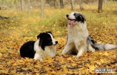 秋天养宠物应当留意什么难题？