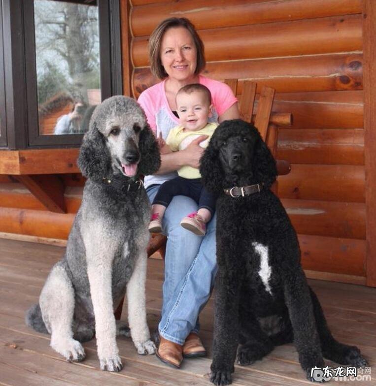 养宠物应当留意什么问题?小狗喂养方法详细介绍