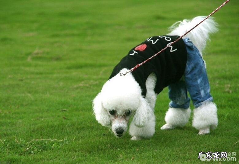 养宠物应当留意什么问题?小狗喂养方法详细介绍