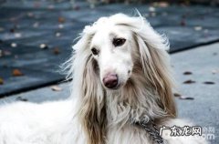 阿富汗猎犬好养吗？阿富汗猎犬喂养方法