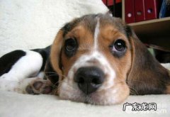 喂养太多造成 小狗消化不好该怎么办？