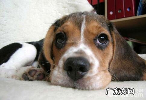 喂养太多造成 小狗消化不好该怎么办?