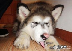 这八种状况下不必狗狗洗澡