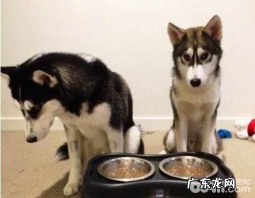 狗狗挑食怎么解决？狗狗挑食改正方式