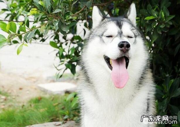 合适公寓楼喂养的小狗有什么?