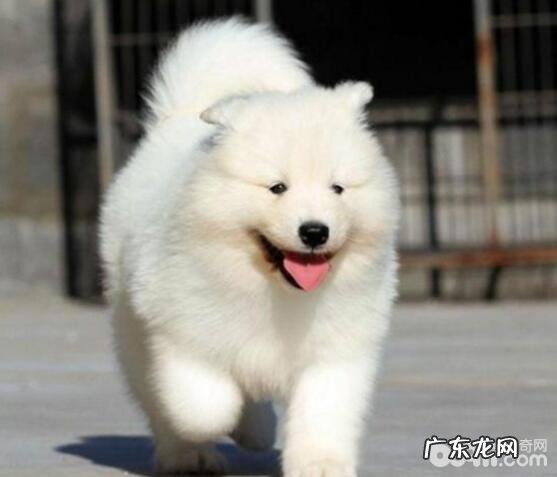 合适公寓楼喂养的小狗有什么?