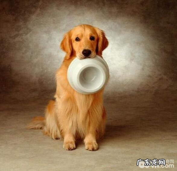 养宠物的常见问题,养宠物的忌讳都有什么?