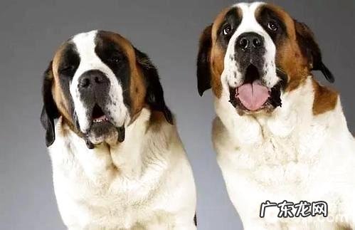 圣伯纳犬淌口水吗?圣伯纳犬为何淌口水?