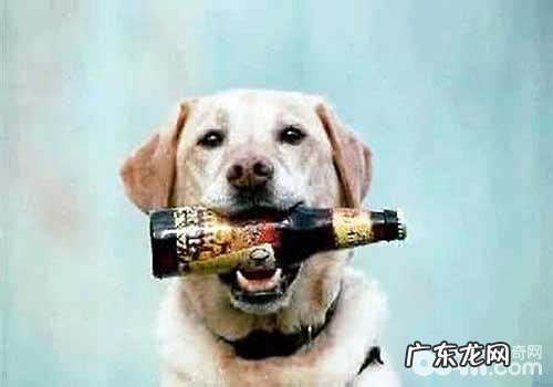 小狗喝酒，小狗喝酒会导致哪些不良影响？