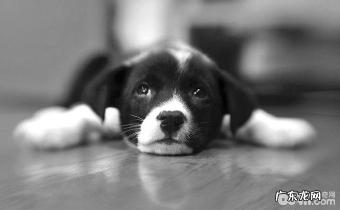 小狗的尴尬期是以何时逐渐的?