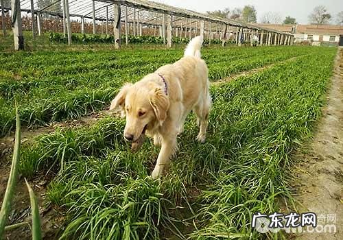 狗狗吃韭菜，小狗能不能吃韭菜？
