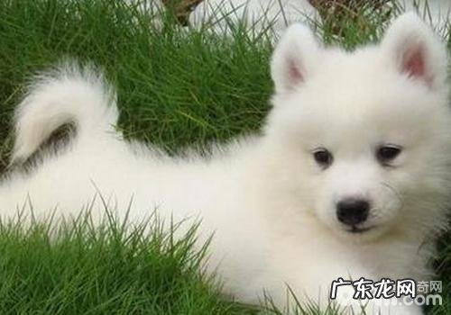 如何不许狗狗怀孕?小狗避孕方法有什么?