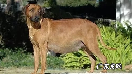 如何不许狗狗怀孕?小狗避孕方法有什么?