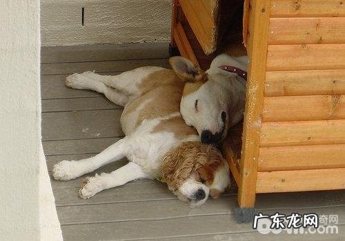 如何不许狗狗怀孕?小狗避孕方法有什么?