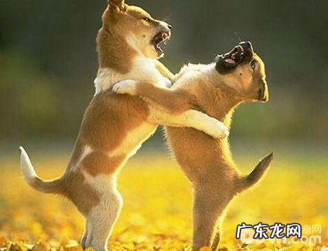 狗狗打架，狗狗打架的缘故都有哪些？