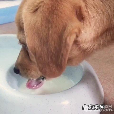 狗狗喝水难题，狗狗喝水基本常识你掌握吗？