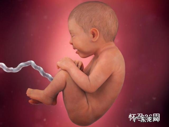 孕早期在家怎么判断胎儿存活-人死后胎儿能存活几分钟