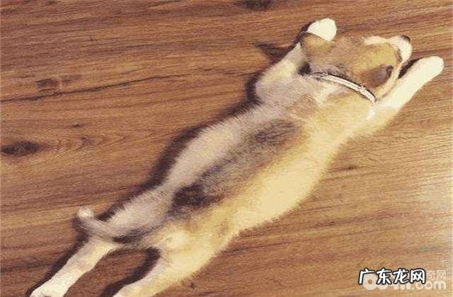 怎样获得小狗信赖?提升与小狗情感的方式