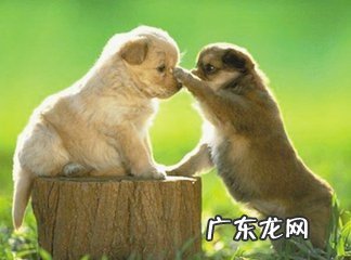 小狗喜爱打架斗殴该怎么办？需不需要立即拉架