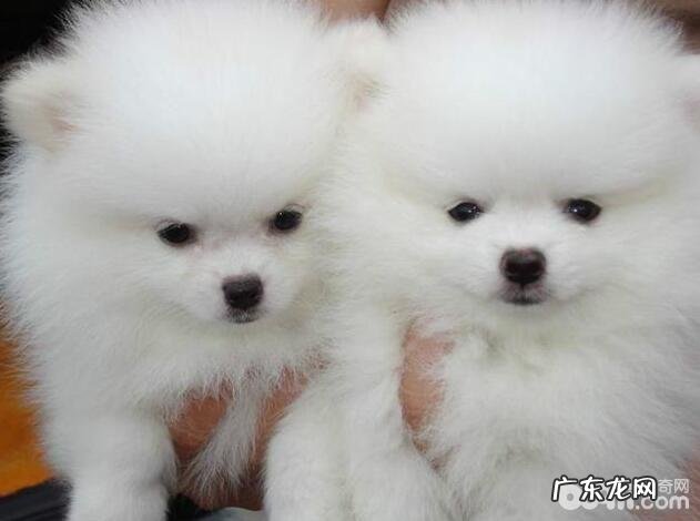 小狗喜爱打架斗殴该怎么办？需不需要立即拉架