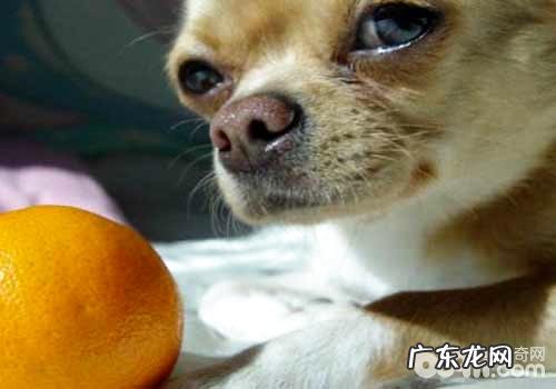 小狗能够吃橘子吗?狗狗吃橘子怎么样?