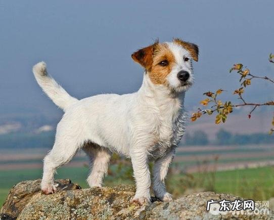 小狗的这几类个人行为传递了什么意思?陪你迅速了解小狗念头