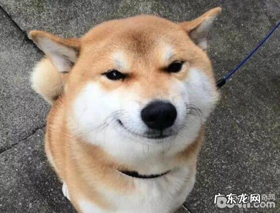 小狗的这几类个人行为传递了什么意思?陪你迅速了解小狗念头