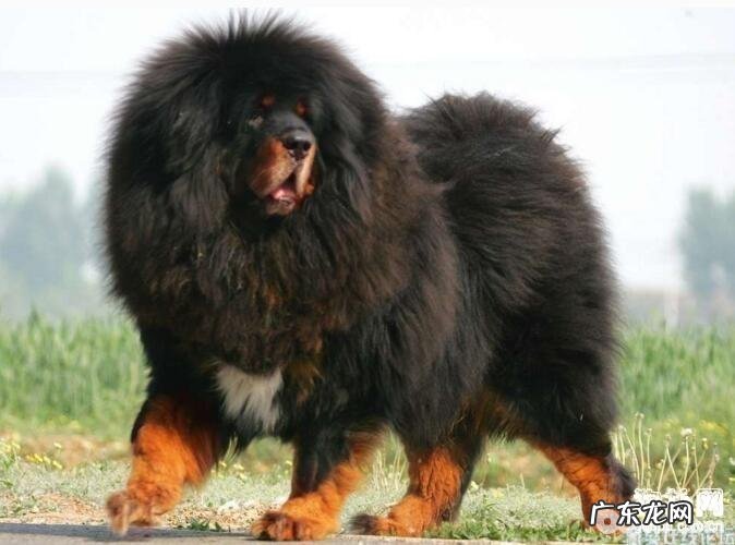 藏獒好养吗？藏獒如何喂养？