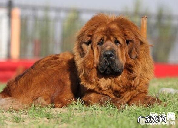 藏獒繁育,藏獒繁育的常见问题有什么?