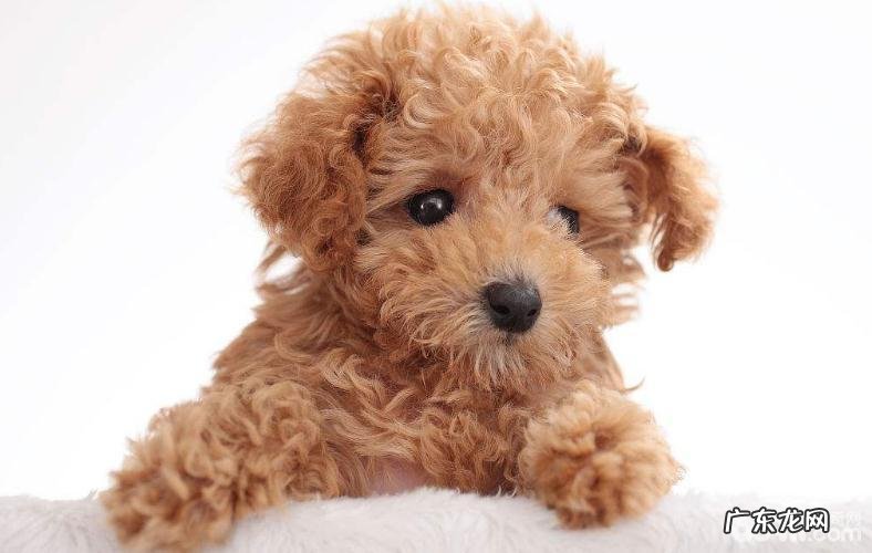 泰迪犬头发稀少该怎么办?