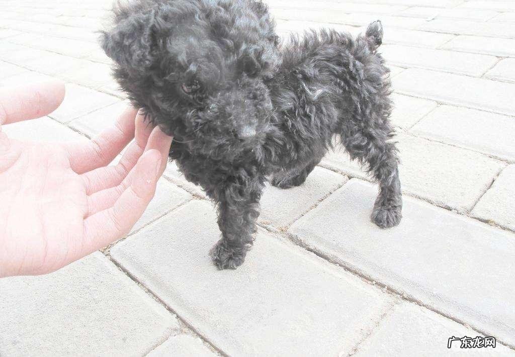 泰迪犬头发稀少该怎么办?