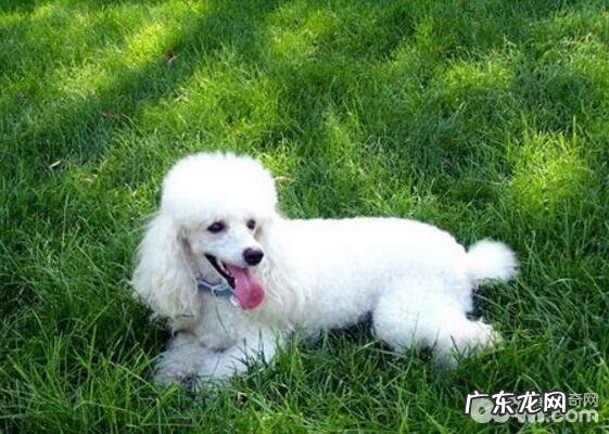 养狗狗的六不必，喂养小狗的常见问题