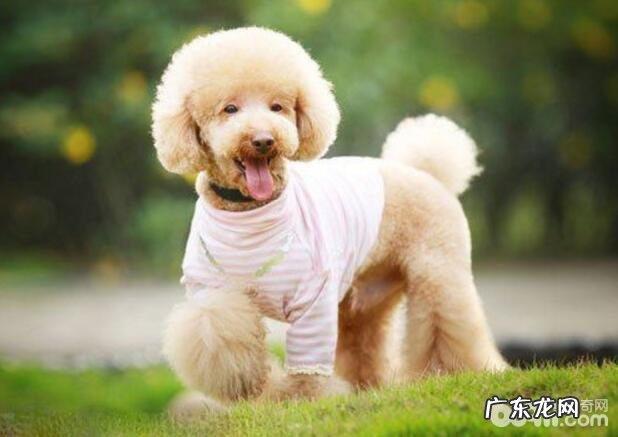 养狗狗的六不必，喂养小狗的常见问题