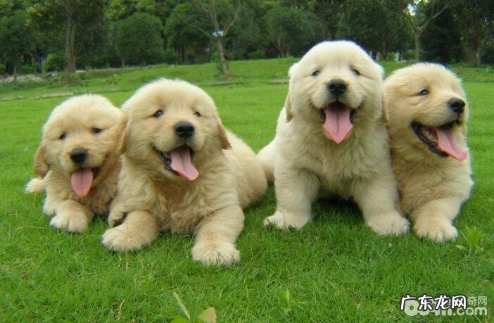 小狗身体瘦的缘故，小狗身体瘦吃什么狗粮好？