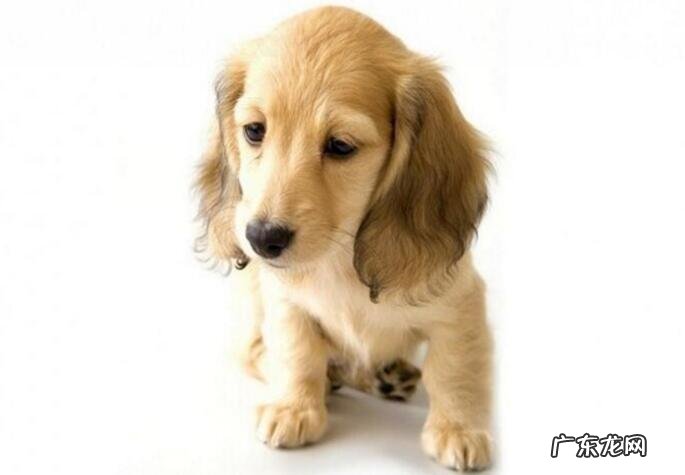 小狗身体瘦的缘故，小狗身体瘦吃什么狗粮好？