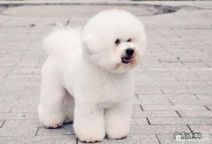 养宠物的基础规定，养宠物的常见问题都有哪些？