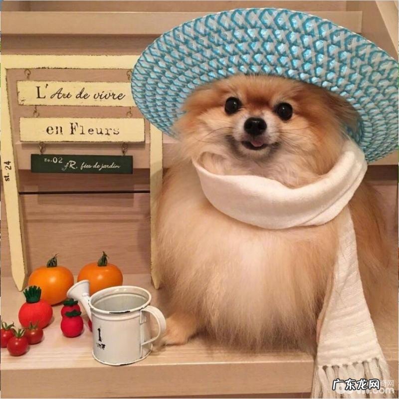 狗狗吃水果,什么新鲜水果小狗可以吃?