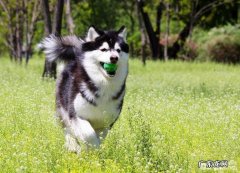 小狗吃太咸的弊端，小狗吃咸的主要表现有什么？