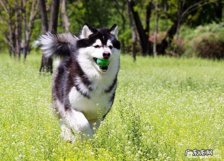 小狗吃太咸的弊端,小狗吃咸的主要表现有什么?