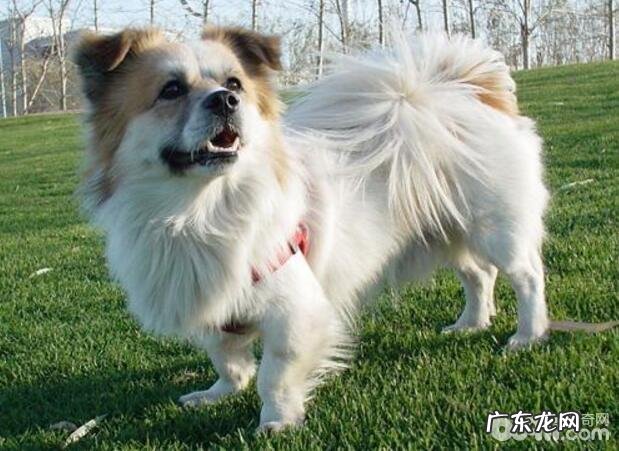 小狗长命的方式，怎样才能让小狗长命