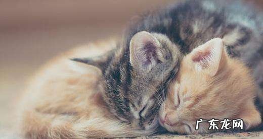 为何小狗比猫猫更喜欢亲密接触人们