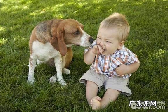 为何小狗比猫猫更喜欢亲密接触人们
