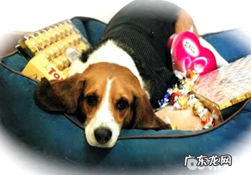 狗狗误食朱古力后应当如何处理？